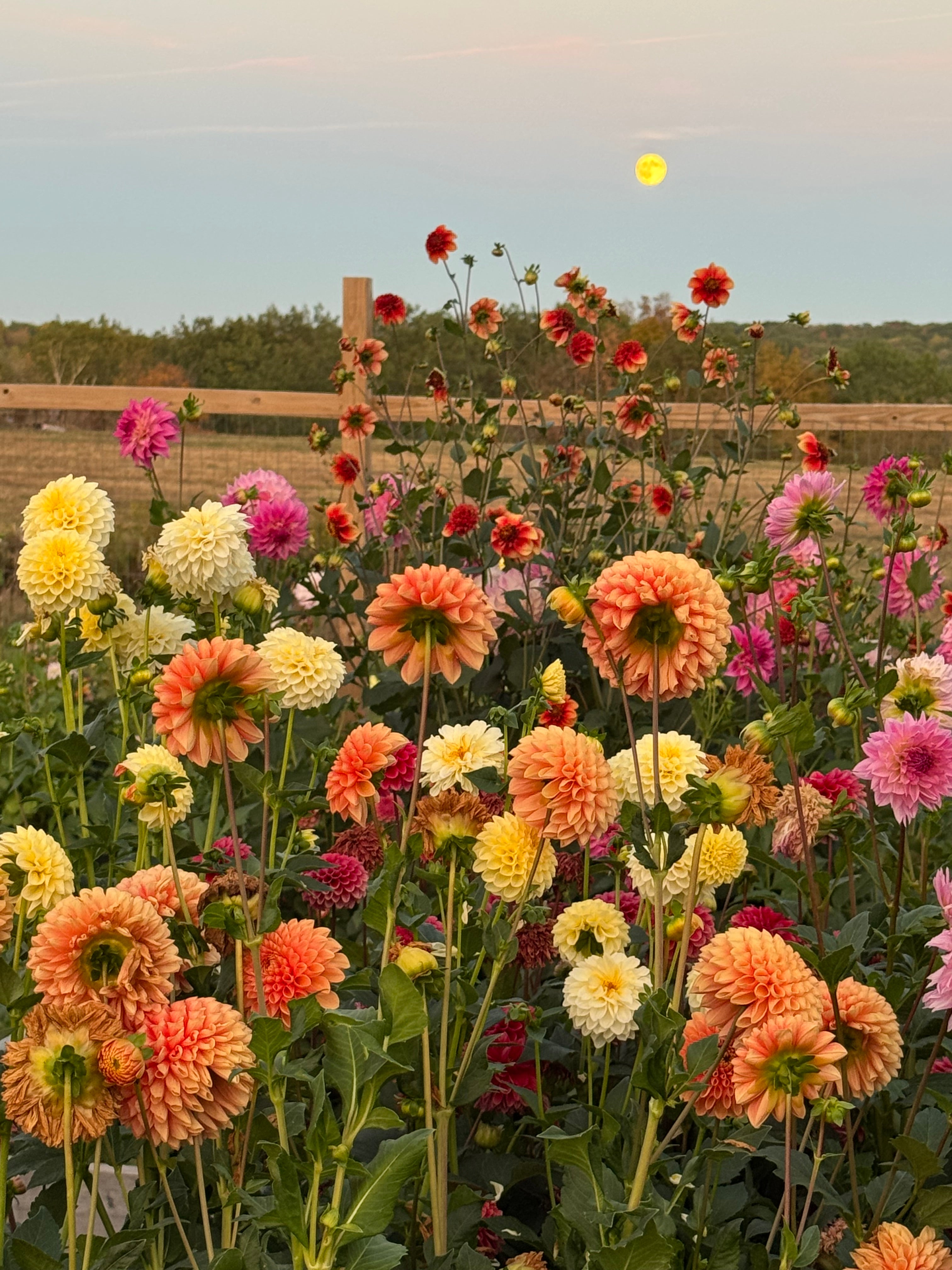 Penhill Watermelon Dahlia Tuber