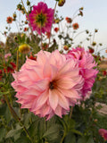 Colorado Classic Dahlia Tuber