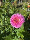Fubuki Sakura Dahlia Tuber