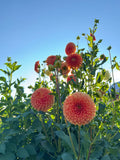 Jowey Linda Dahlia Tuber