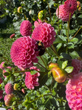 Koko Puff Dahlia Tuber