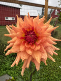 Terracotta Dahlia Tuber