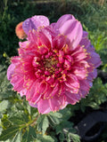 EV Puff and Stuff Dahlia Tuber