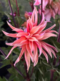 Labyrinth Dahlia Tuber