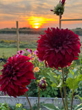 Spartacus Dahlia Tuber